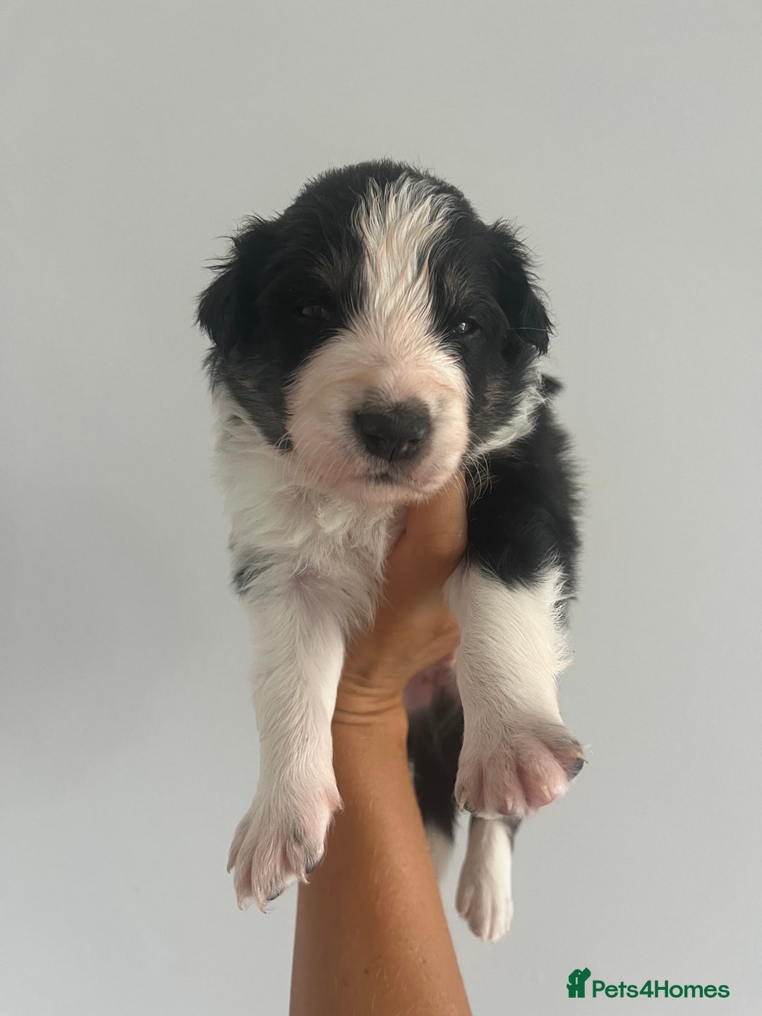 Border Collie dogs for sale: Border Collie pup- Merle, Black, Chocolate, Blonde - Image 24