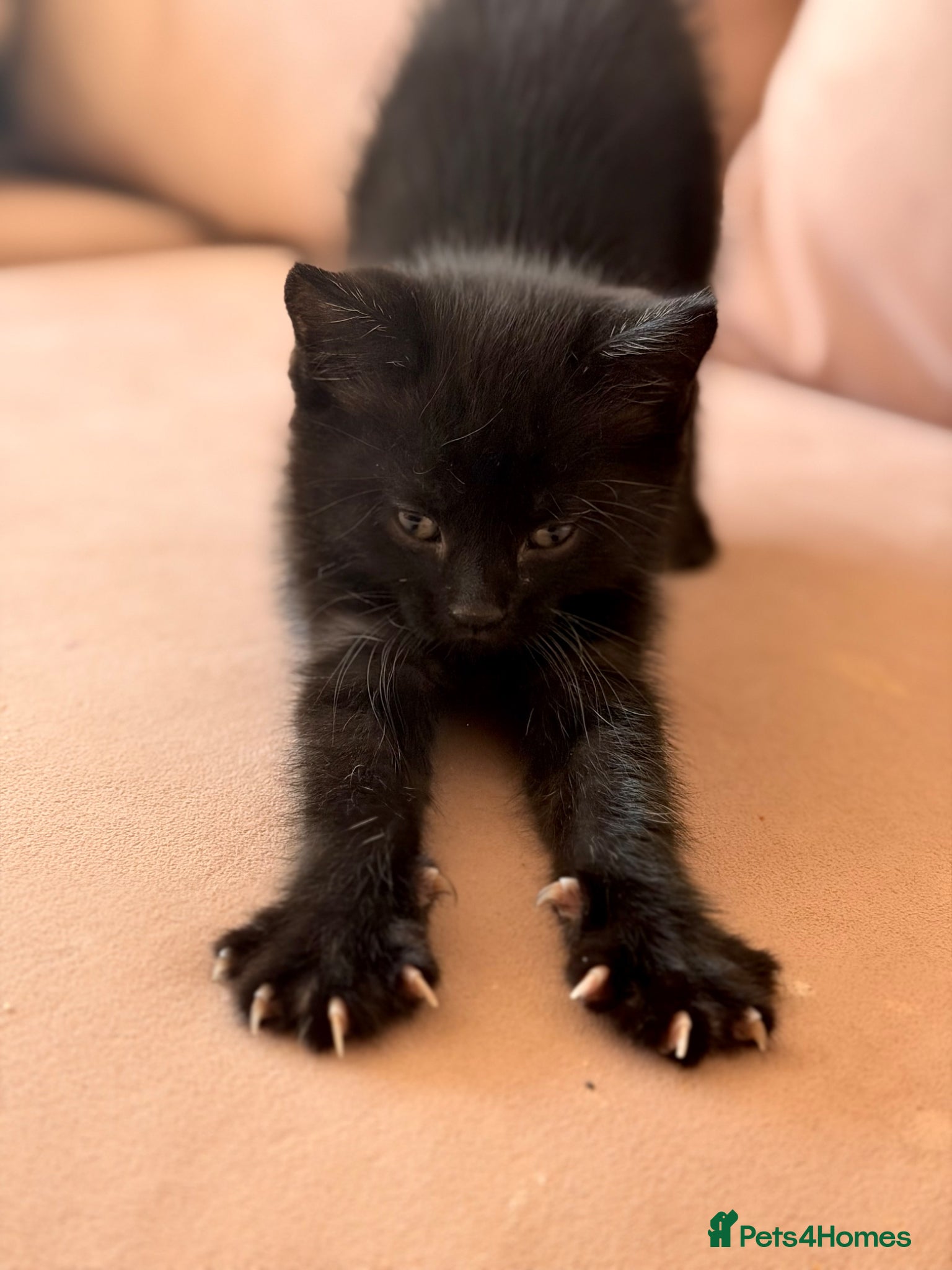 Bengal cats Bengal cross  - Advert 6