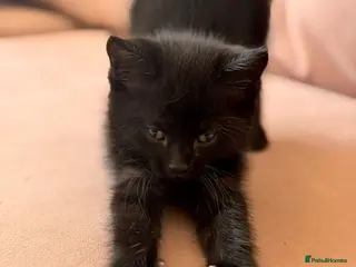 Bengal cats Bengal cross - Advert 1