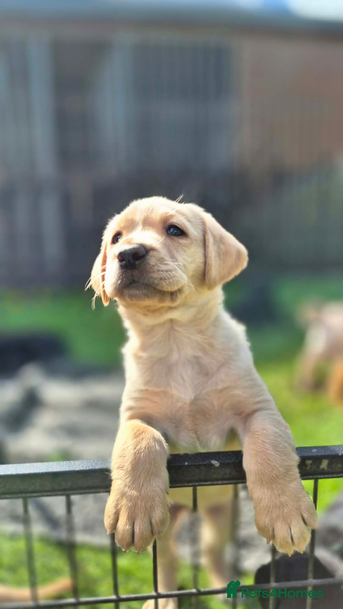 Labrador Retriever dogs KC Registered top quality pups - Advert 2