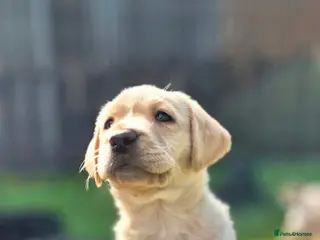 Labrador Retriever dogs KC Registered top quality pups - Advert 2