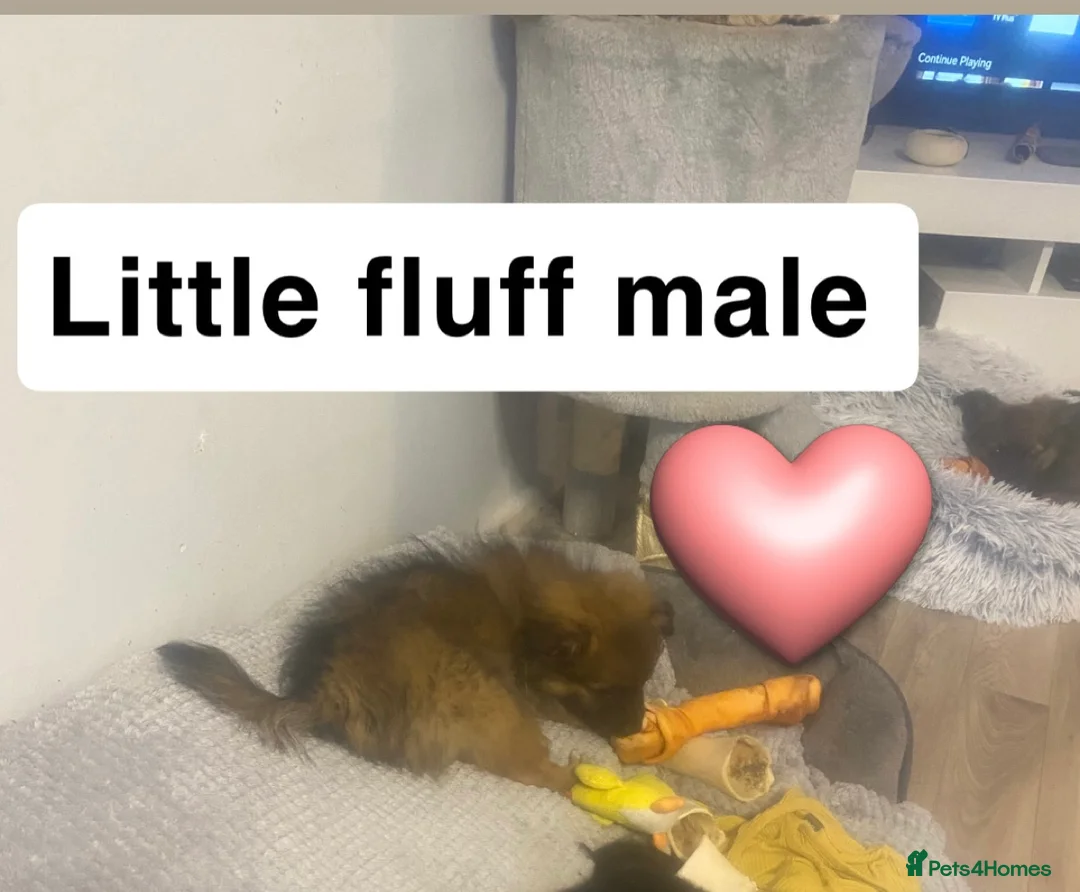 Mixed Breed dogs for sale: Maltipom puppies are now ready for new homes - Advert 21