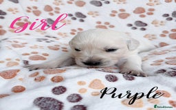 Golden Retriever dogs for sale: 1 LEFT *Ready to Go* Golden Retriever puppies 🐾 - Image 26