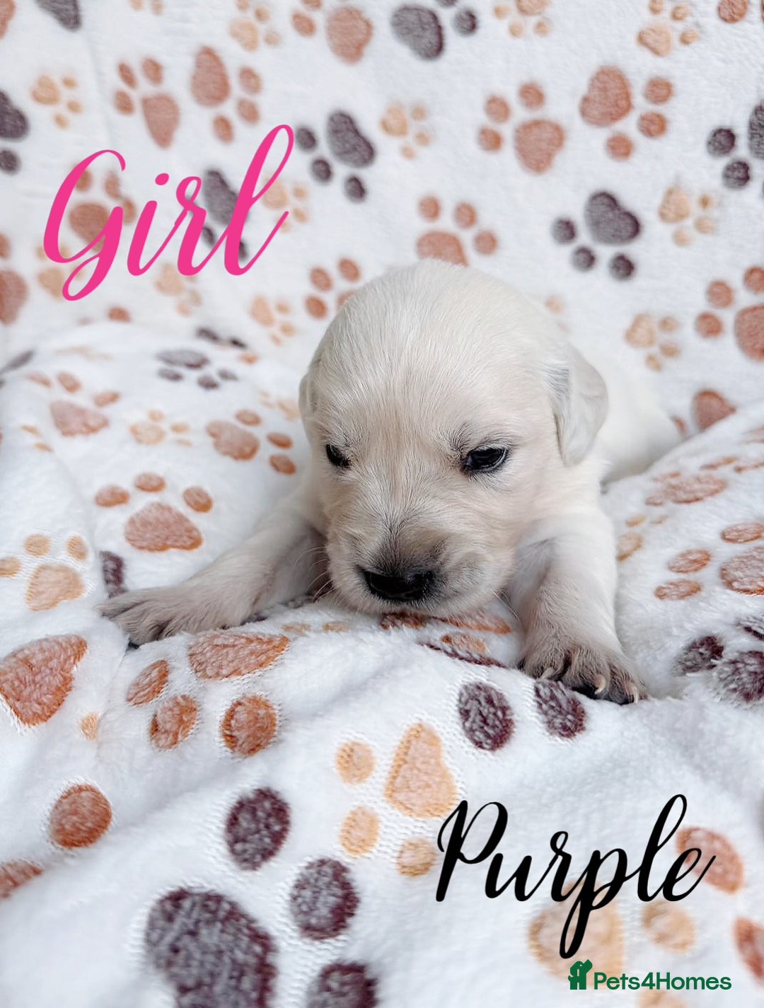 Golden Retriever dogs for sale: 1 LEFT *Ready to Go* Golden Retriever puppies 🐾 - Image 26