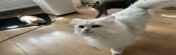 British Longhair cats for sale: Beautiful British Longhair Boys! - Advert 10