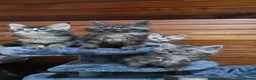 Maine Coon cats for sale: Pedigree Maine Coon Kittens for sale  - Advert 5