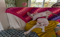 Devon Rex cats for sale: ✨Blue eyed, blue Torrie angel available now✨ - Image 6