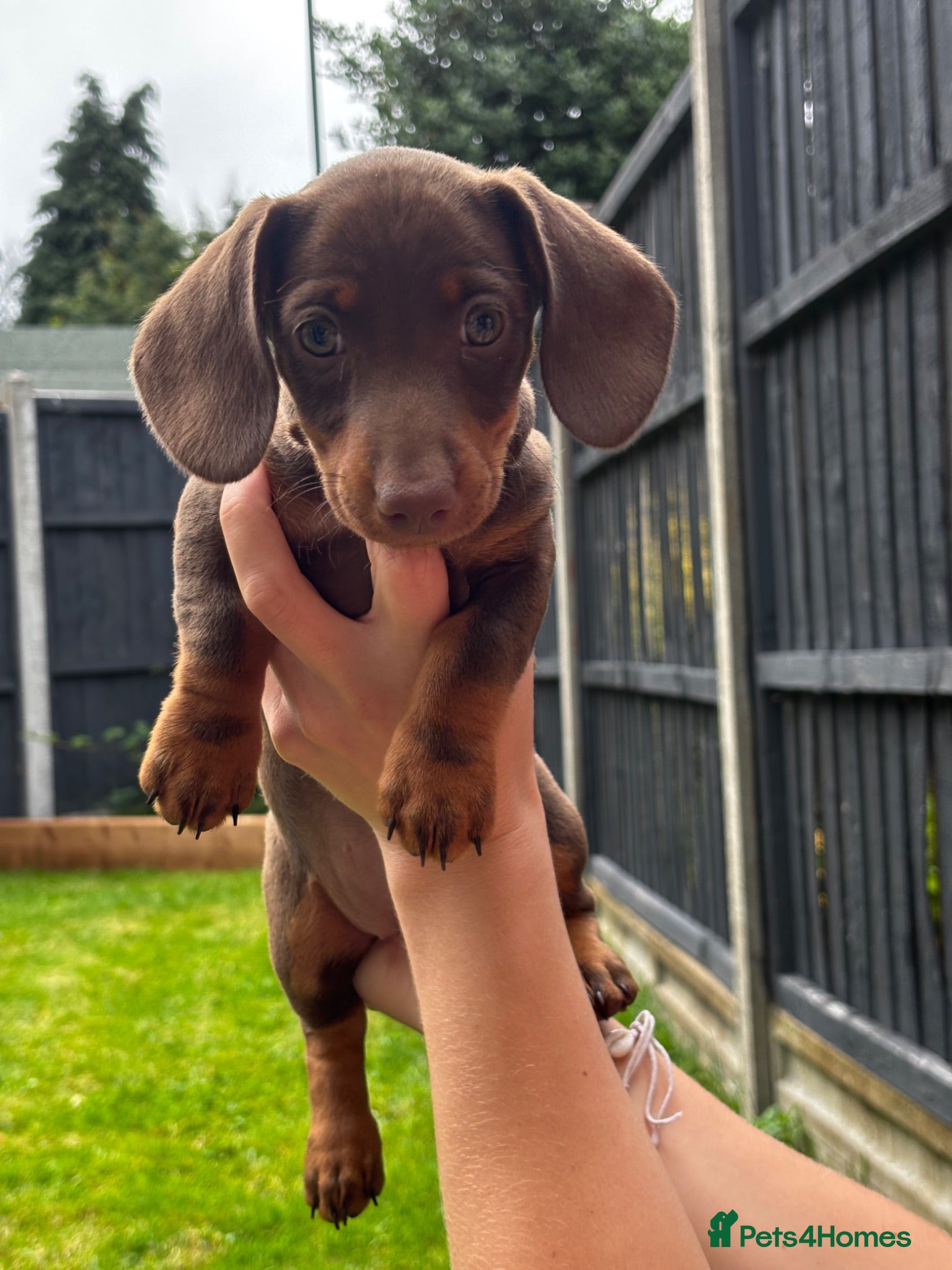 Miniature Dachshund dogs Miniature Dachshund puppies - Advert 2