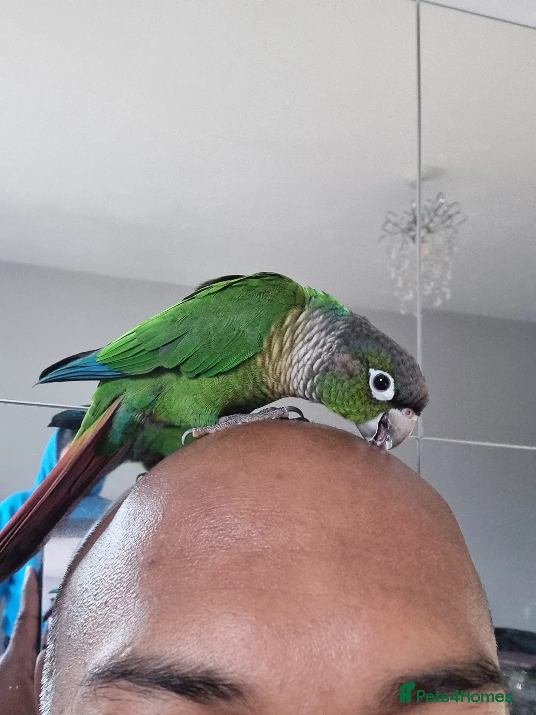 Conures birds for sale: Talented & sweet male Conure with DNA certificate - Advert 6