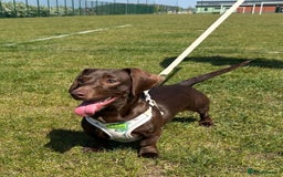 Dachshund dogs for stud: Handsome miniature full choc dachshund for stud - Image 2