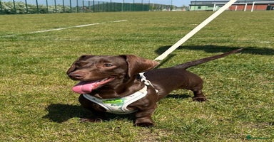 Dachshund dogs - Advert 16