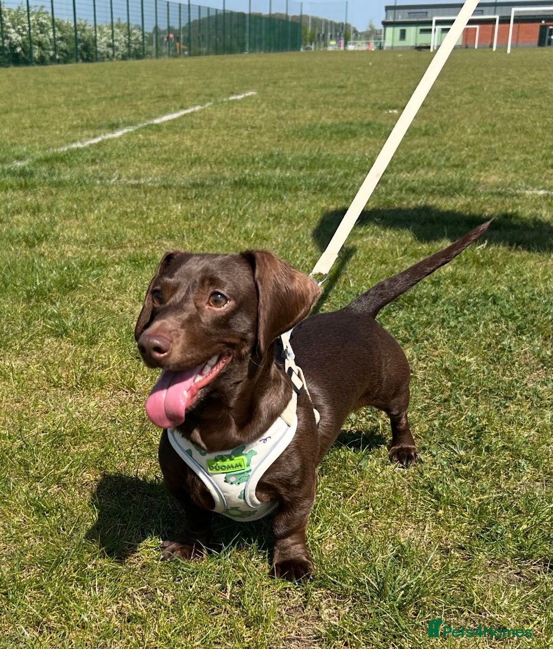 Dachshund dogs for stud: Handsome miniature full choc dachshund for stud - Image 2