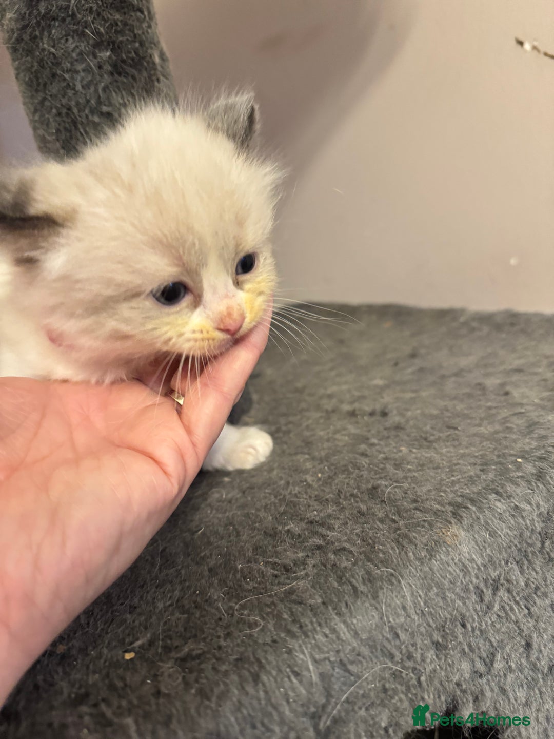 Ragdoll cats for sale: Our little snow babies ragdoll kittens  - Image 7