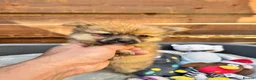 Pomeranian dogs for sale: ✨🐶 9  Beautiful Pomeranian Puppies  - Advert 36