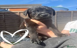 Mixed Breed dogs for sale: Last little girl! Reduced! - Image 13
