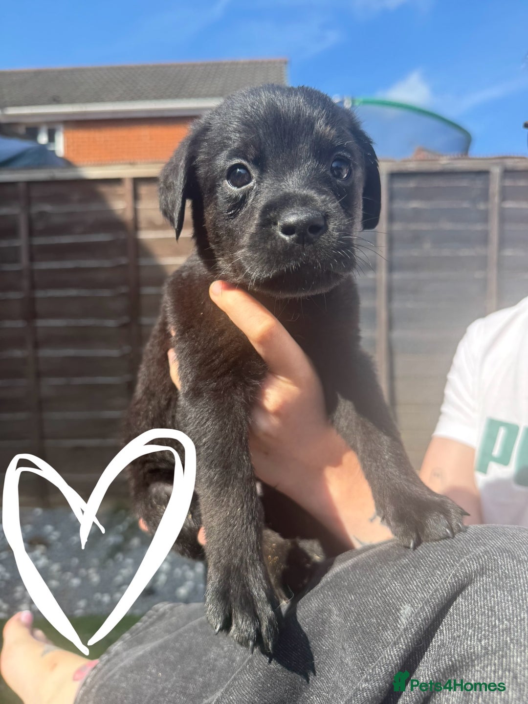 Mixed Breed dogs for sale: Last little girl! Reduced! - Image 13