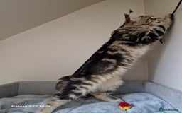 Maine Coon cats for sale: 🍁🍂Good females🏡🎯📣 - Image 31