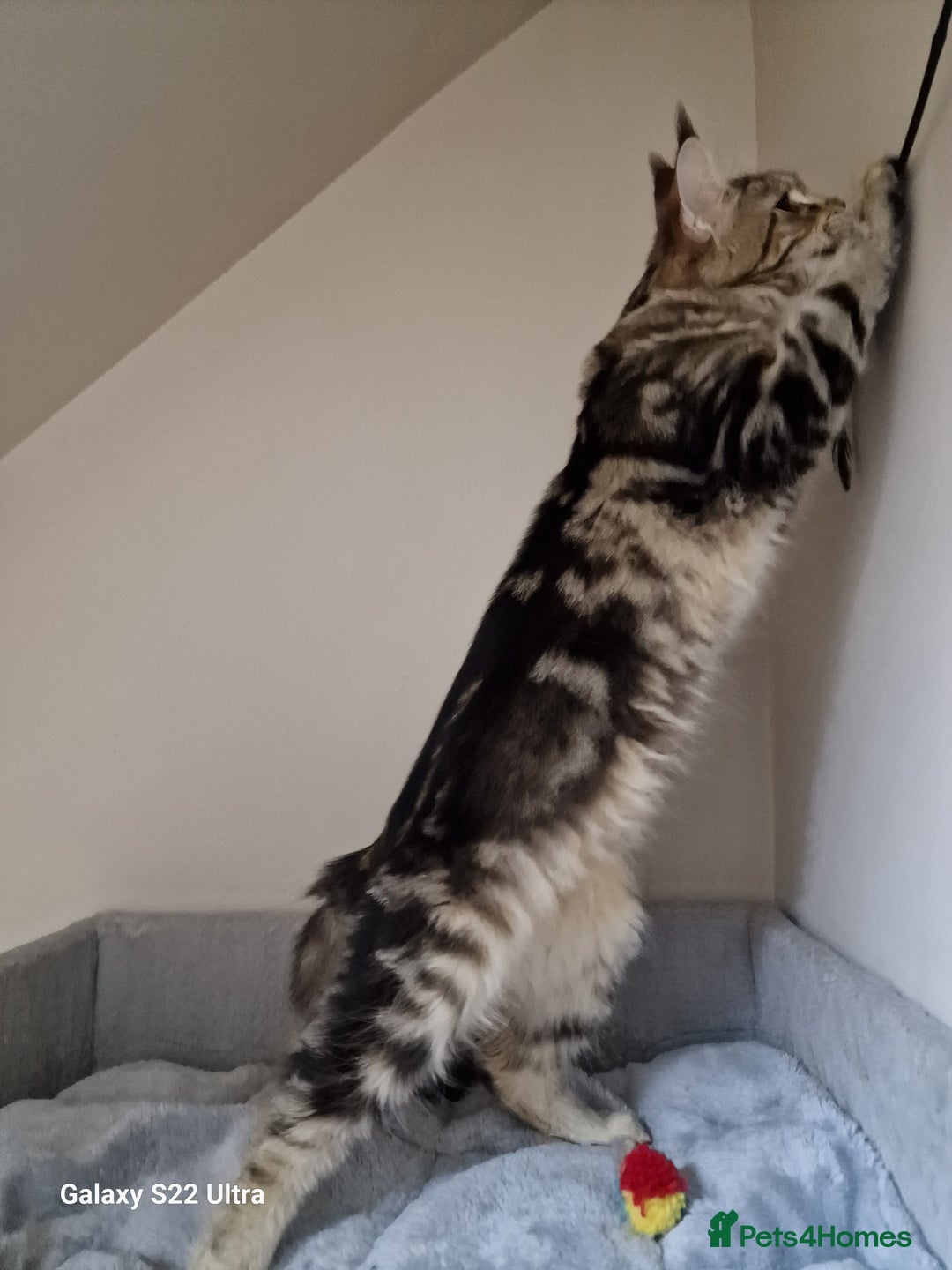 Maine Coon cats for sale: 🍁🍂Good females🏡🎯📣 - Image 31