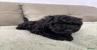 Labradoodle dogs - Advert 16