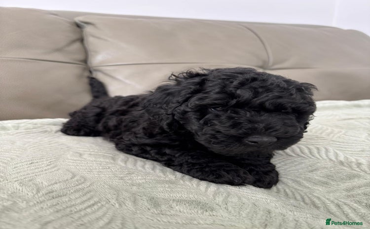 Labradoodle dogs - Advert 1