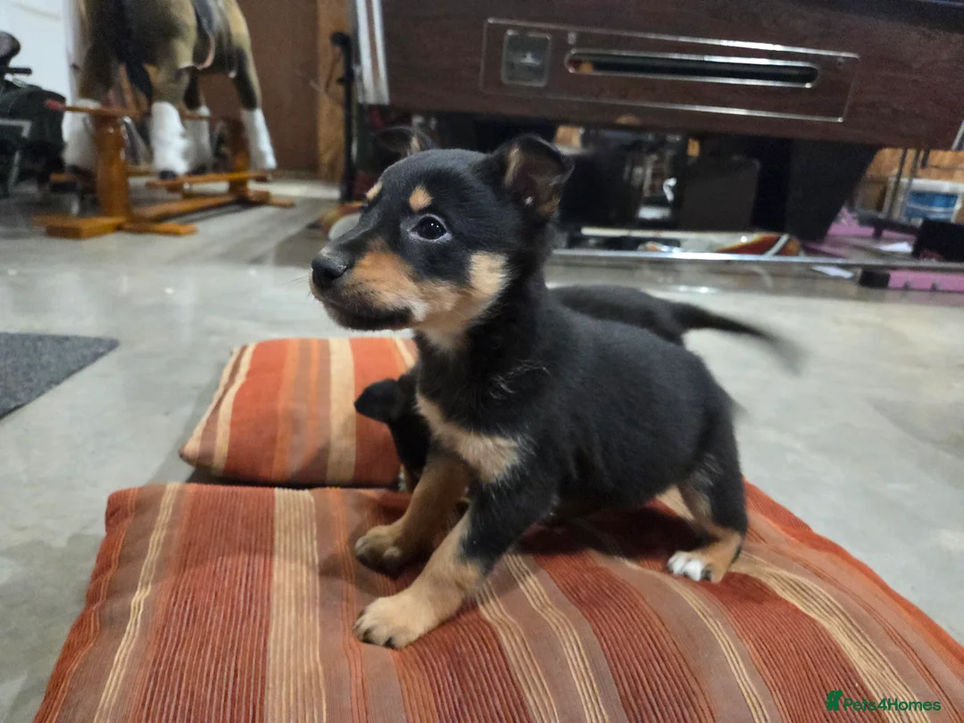 Mixed Breed dogs for sale: Beautiful Black & Tan and Brown & Tan Kelpie cross - Advert 13