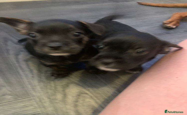 Mixed Breed dogs - Advert 4