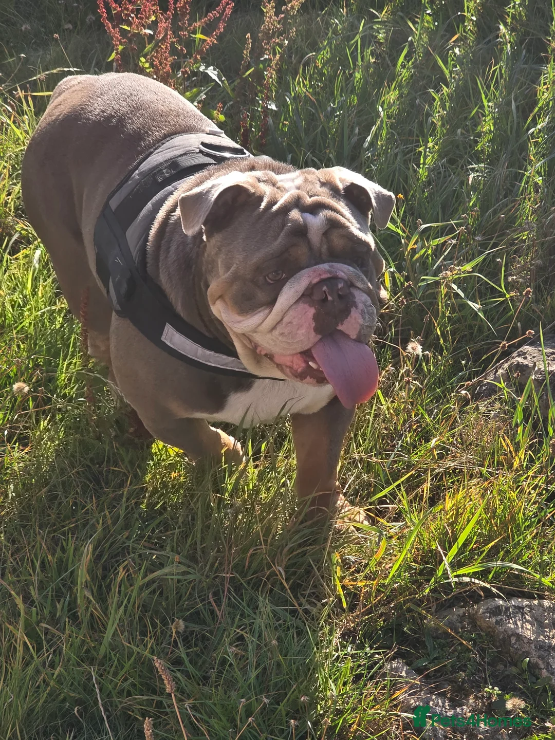 English Bulldog dogs for stud: Dahmer for stud - Advert 23