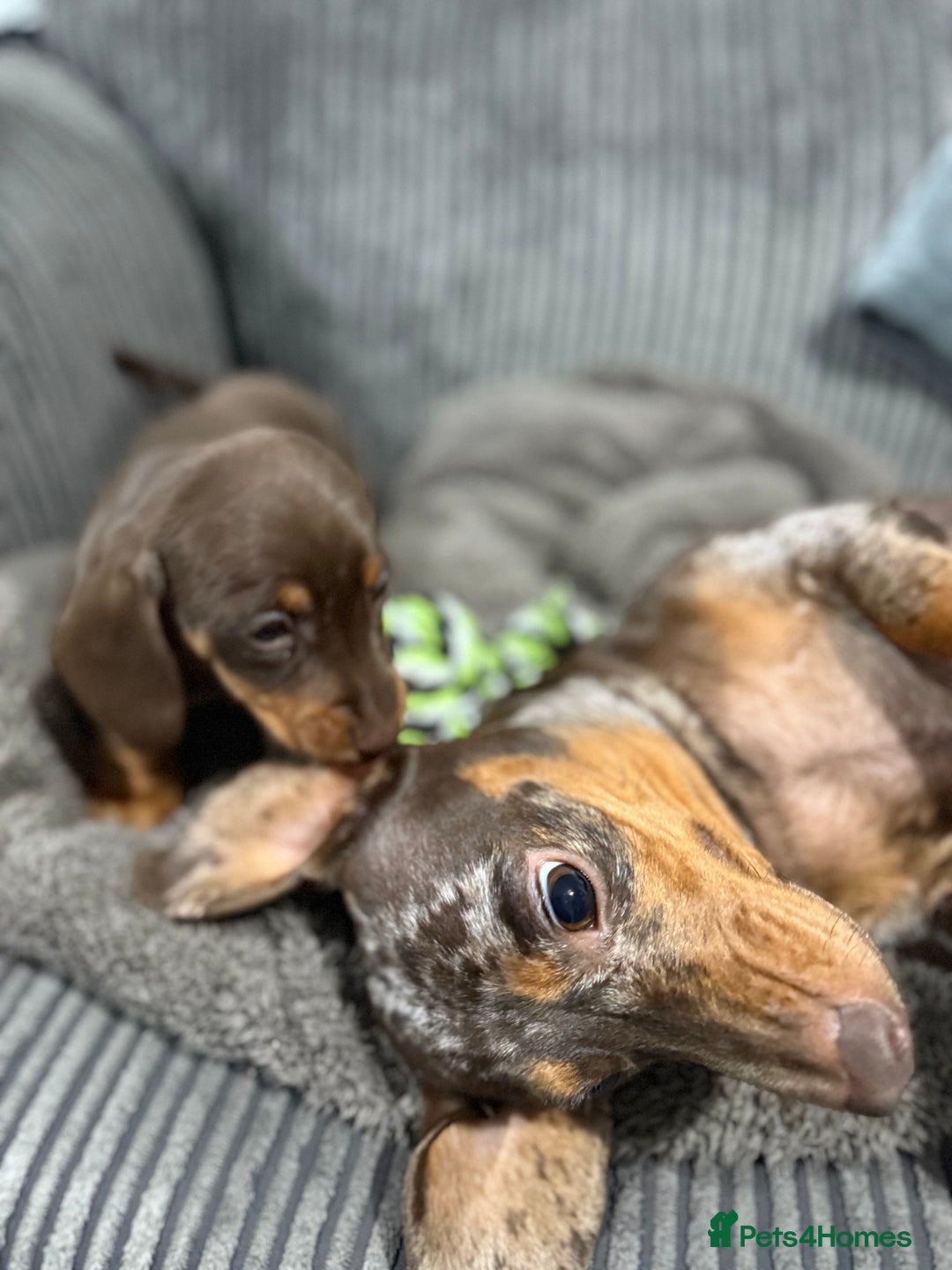 Miniature Dachshund dogs for sale: Miniature dachshund puppies  - Advert 11