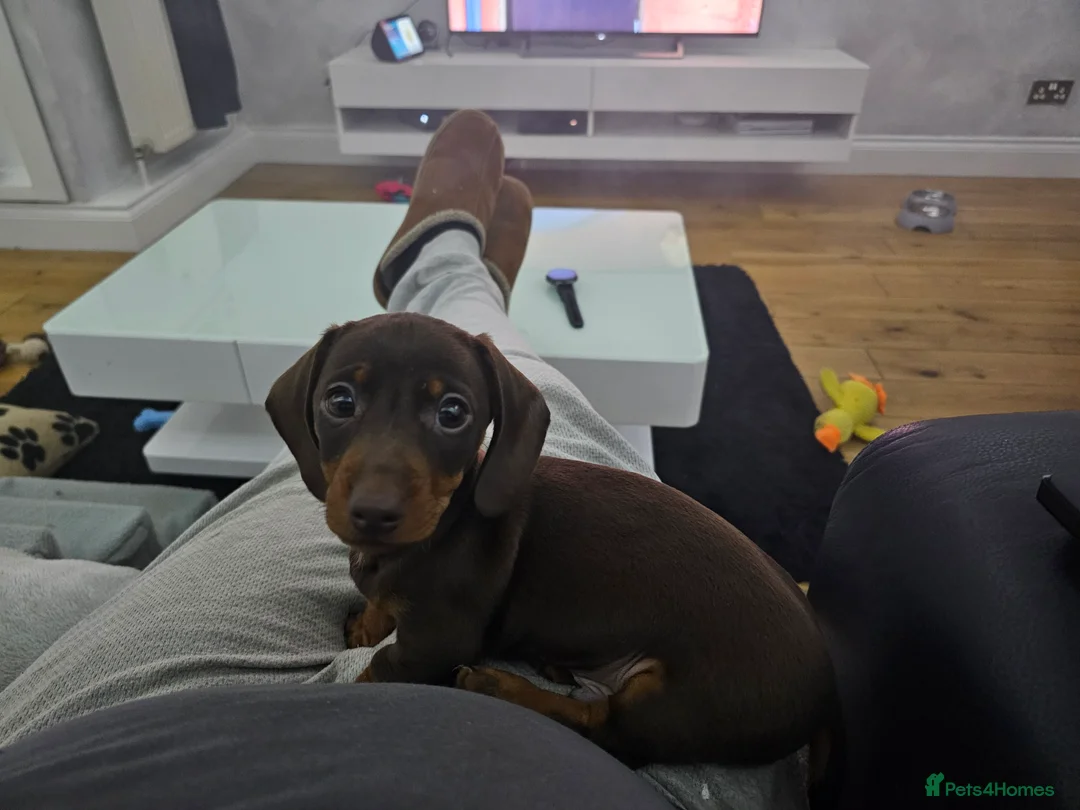 Dachshund dogs for sale: Miniature dachsund - Reggie - Advert 5