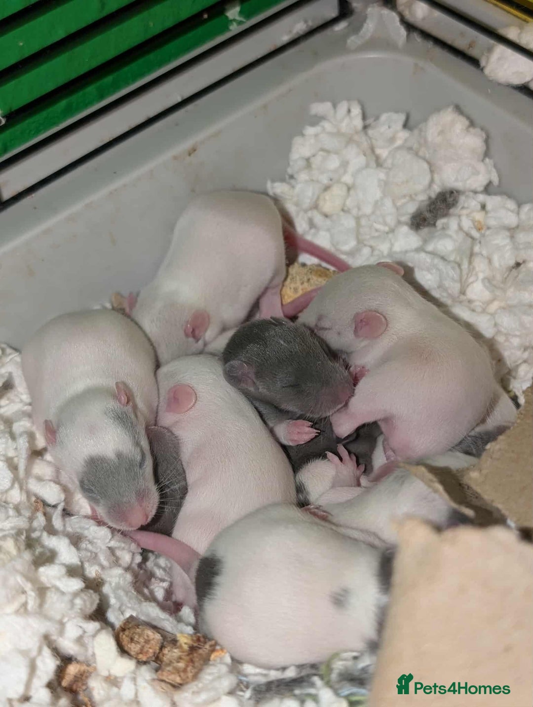 Rat rodents for sale: Rat pups - Image 2