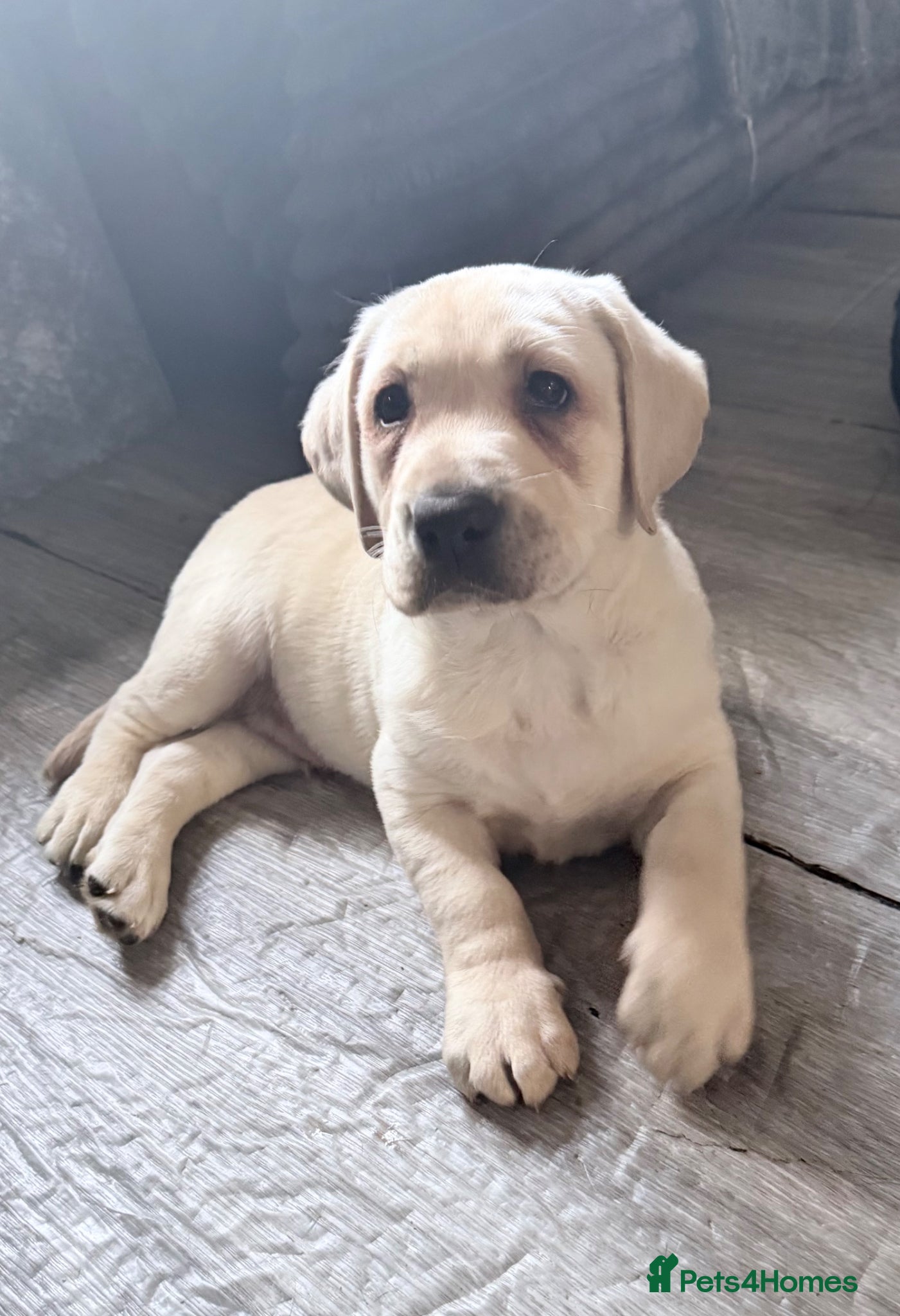 Labrador Retriever dogs Ready to go Labrador puppies /male ❤️🐾 - Advert 18