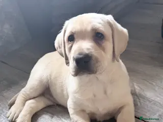 Labrador Retriever dogs Ready to go Labrador puppies /male ❤️🐾 - Advert 18