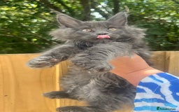 Maine Coon cats for sale: STUNNING MAINE COON SMOKE (tica activereg ) - Image 10