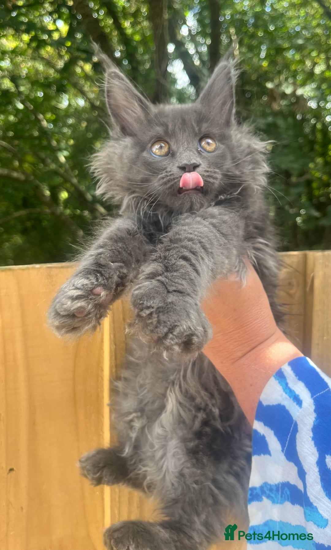 Maine Coon cats for sale: STUNNING MAINE COON SMOKE (tica activereg ) - Image 10