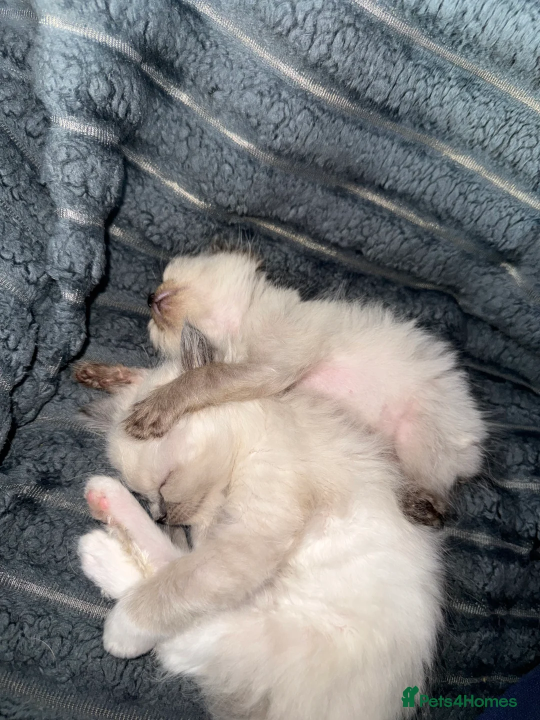 Ragdoll cats for sale: 5 beautiful ragdoll kittens - Advert 2