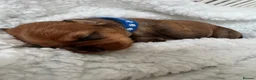 Mixed Breed dogs for sale: Doxipoo’s  - Advert 12