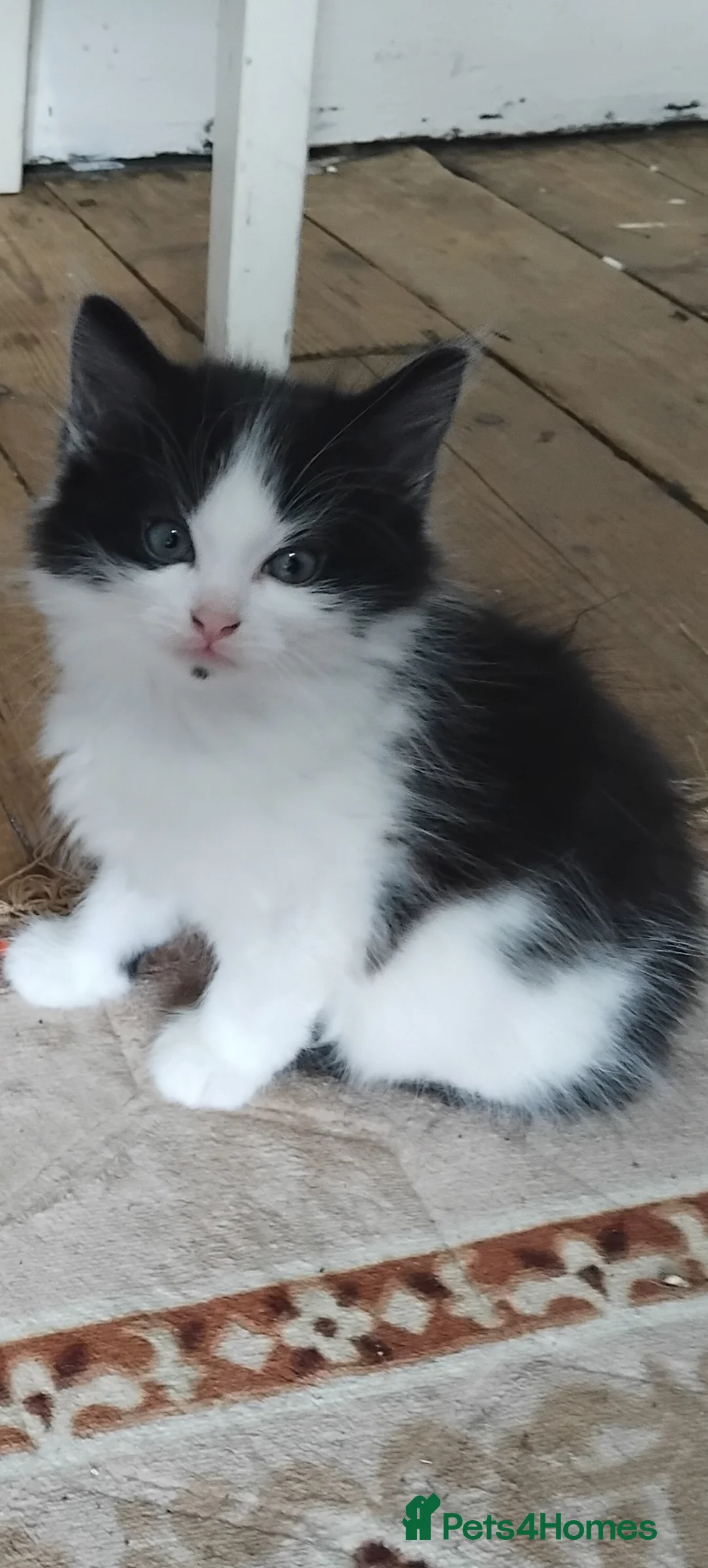 Mixed Breed cats for sale: Beautiful kittens  - Advert 2