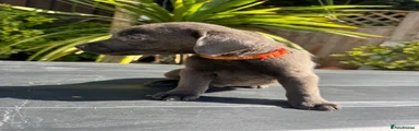 charcoal boy orange collar