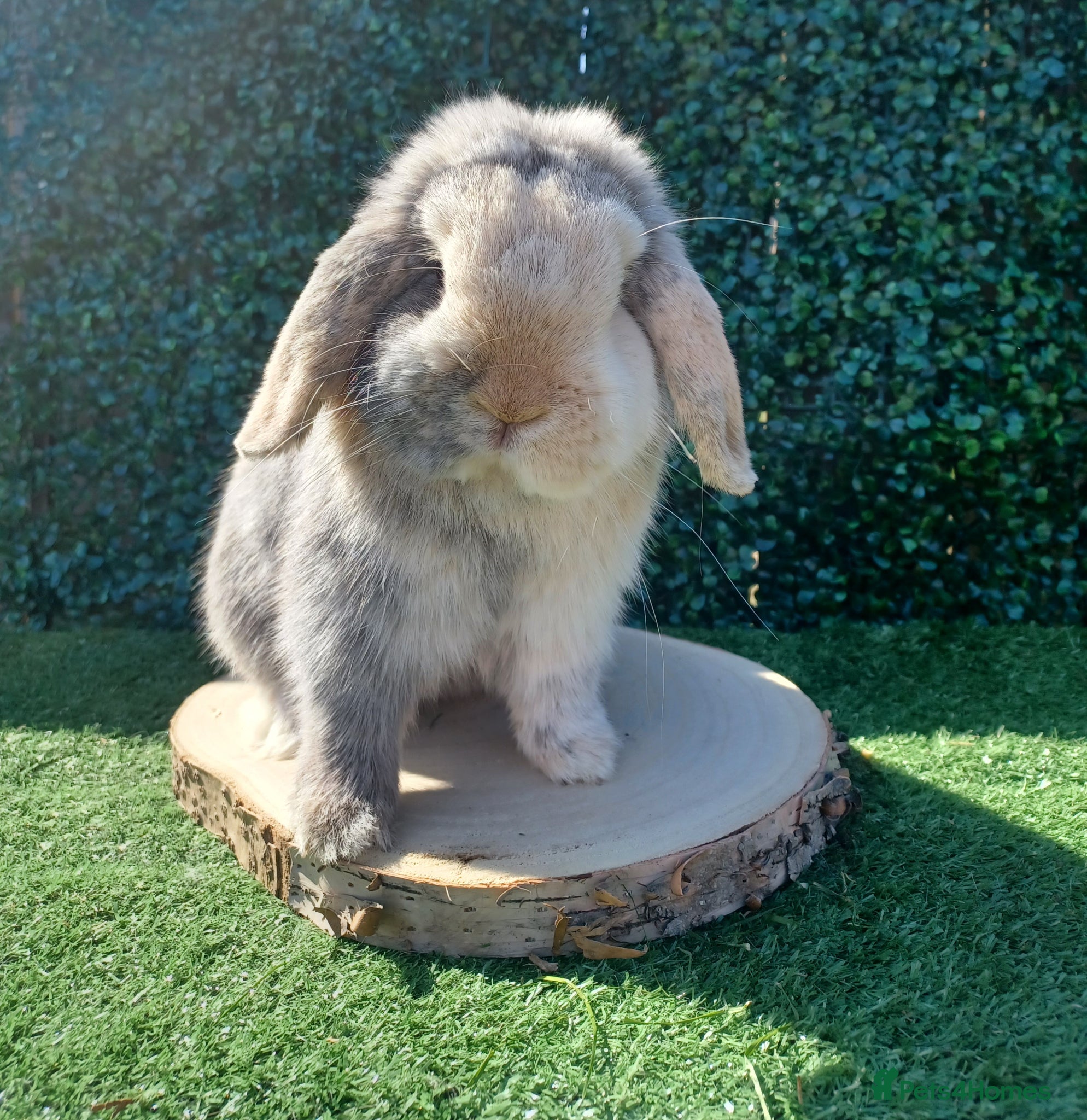 Mini Lop rabbits Blue Harlequin Buck 10 months  - Advert 23