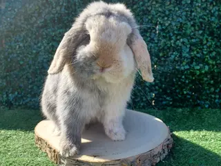 Mini Lop rabbits Blue Harlequin Buck 10 months - Advert 23