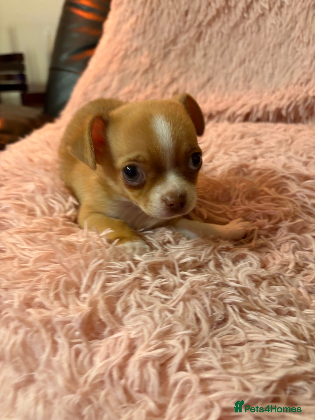 Chihuahua dogs for sale: Tiny Chihuahua puppy for sale  - Advert 4