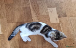 Mixed Breed cats for sale: 2 Beautiful Kittens For Sale !!! - Image 3
