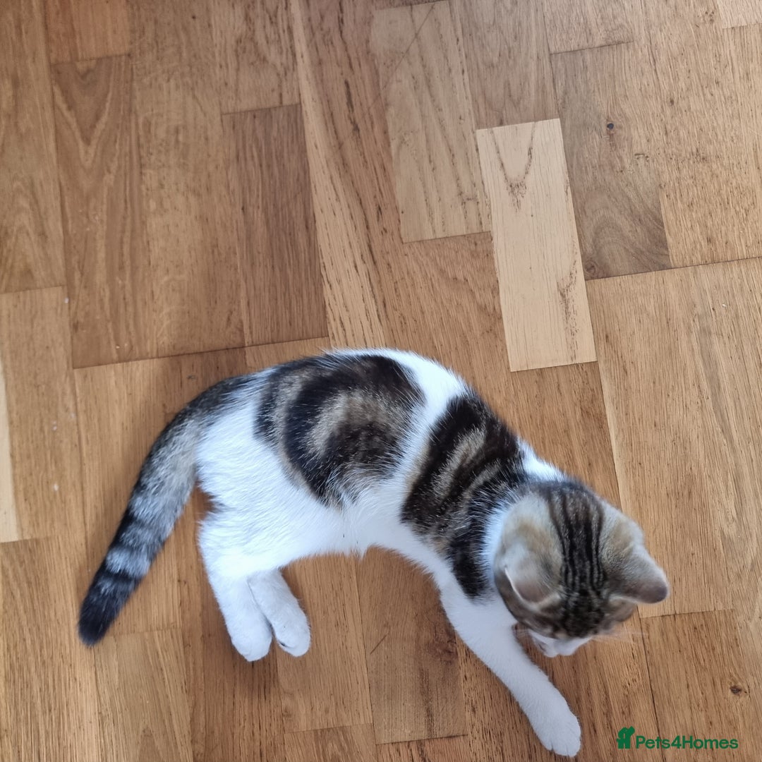 Mixed Breed cats for sale: 2 Beautiful Kittens For Sale !!! - Image 3