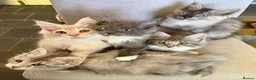 Maine Coon cats for sale: Maine Coon kittens - Advert 4
