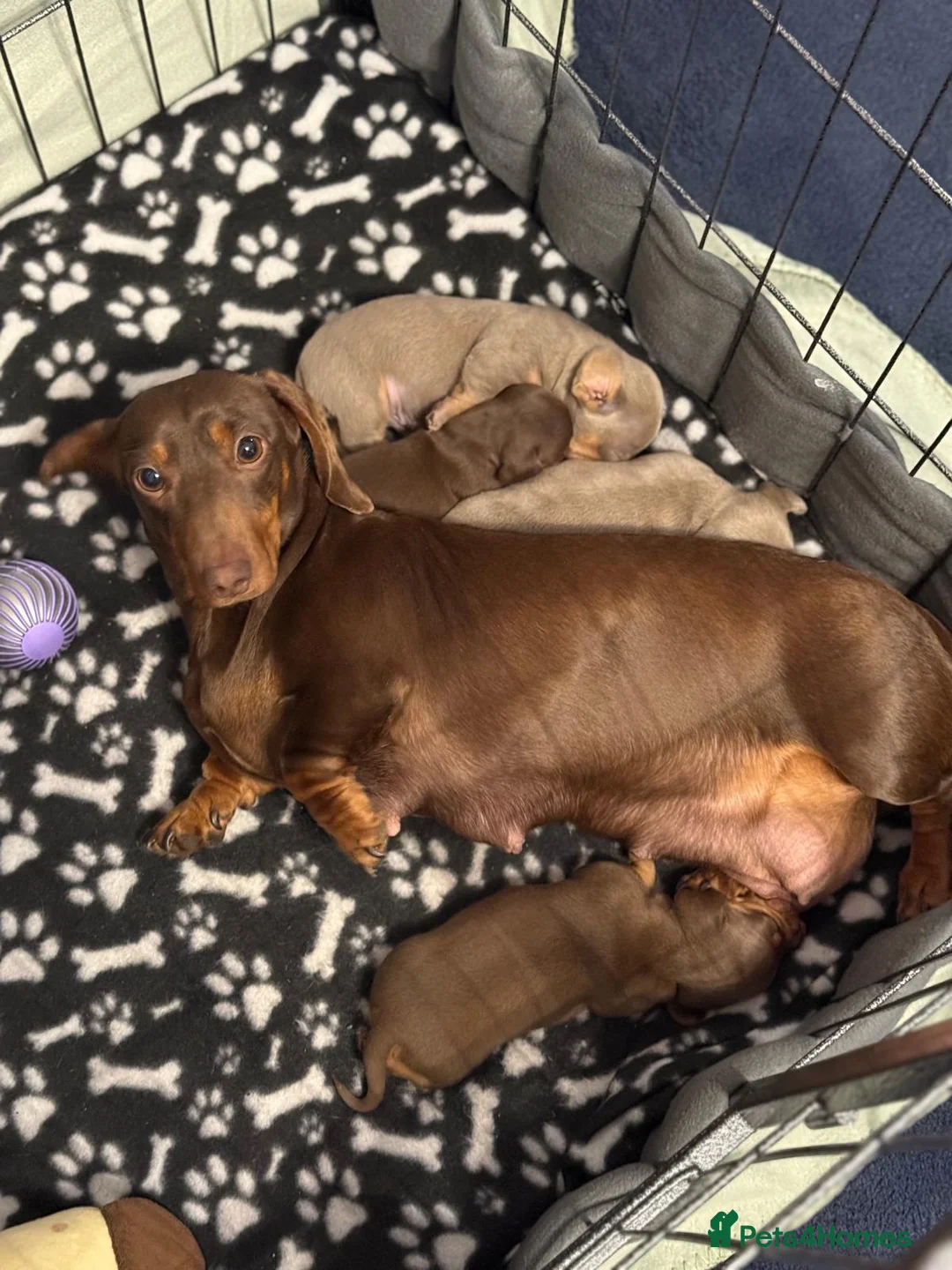 Dachshund dogs for sale: Miniature dachshund puppies ONLY 1 LEFT. - Advert 23