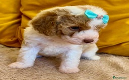 Cavapoo dogs for sale: TOY Fluffy Cavapoo’s From Health Tested Parents - Image 28