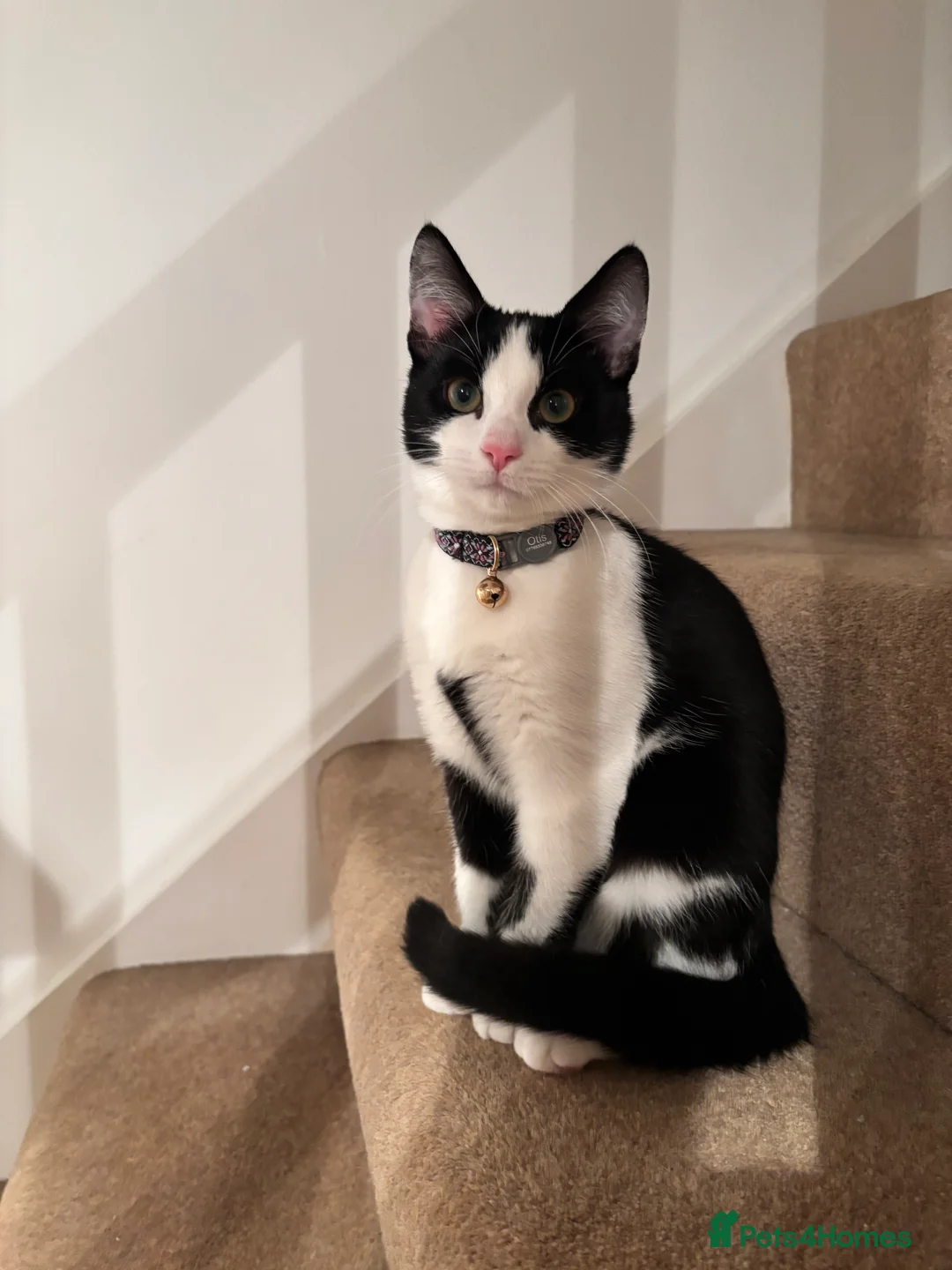 Domestic Shorthair cats for sale: Tuxedo 7 month Cat Boy For Sale  - Advert 4