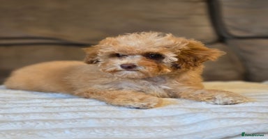 Cavapoo dogs - Advert 1