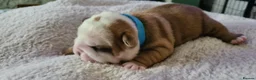 English Bulldog dogs for sale: Health Tested English Bulldog Litter in Banbury - Advert 6