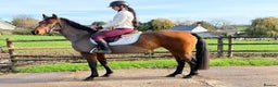 Other Breed horses for sale: Easy Allrounder  - Advert 4